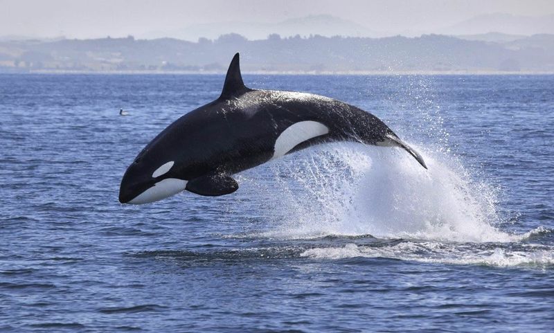 Echolocation: Nature's Sonar System