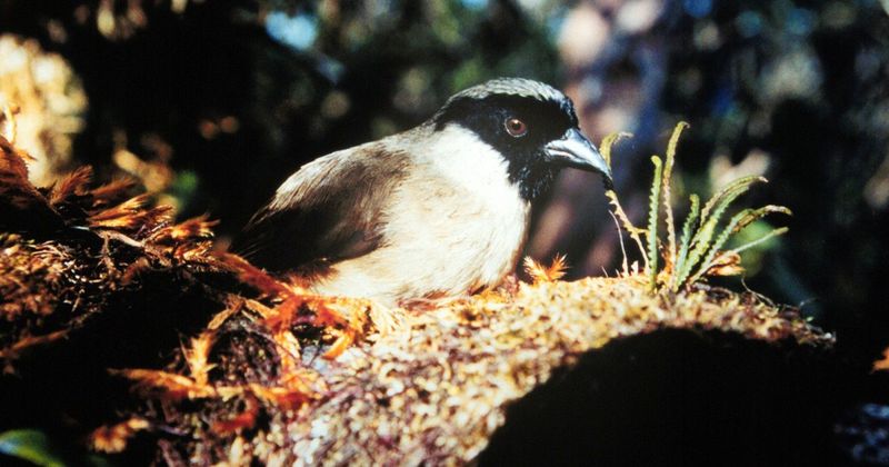 Po'ouli Honeycreeper