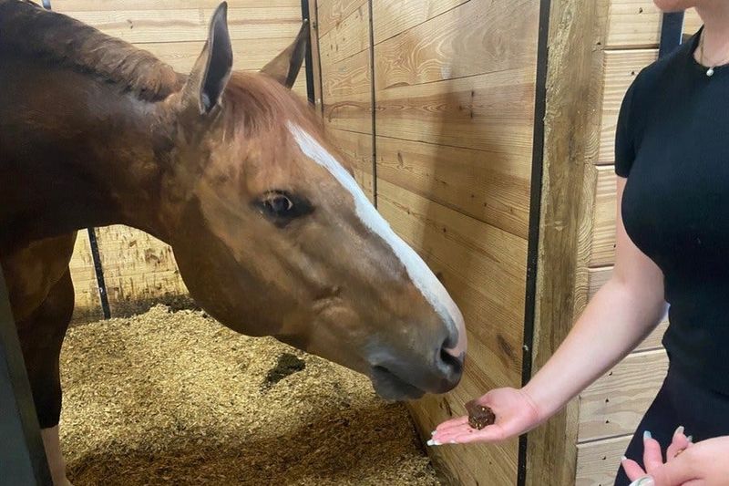 Commercial Horse Treats