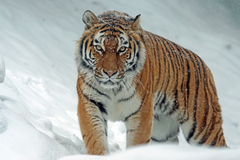 Russia – Siberian Predators And Arctic Threats