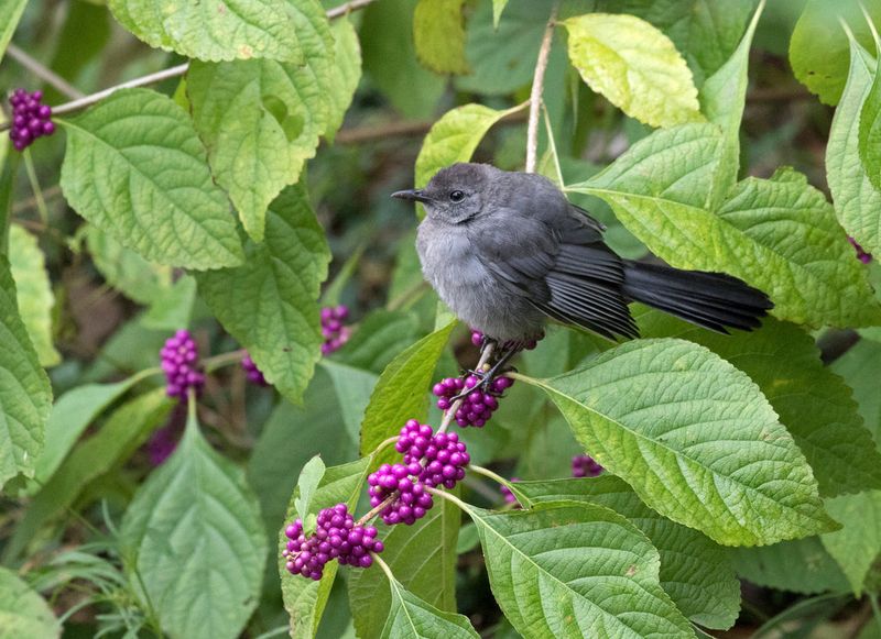 You Can Help By Planting Native Species At Home