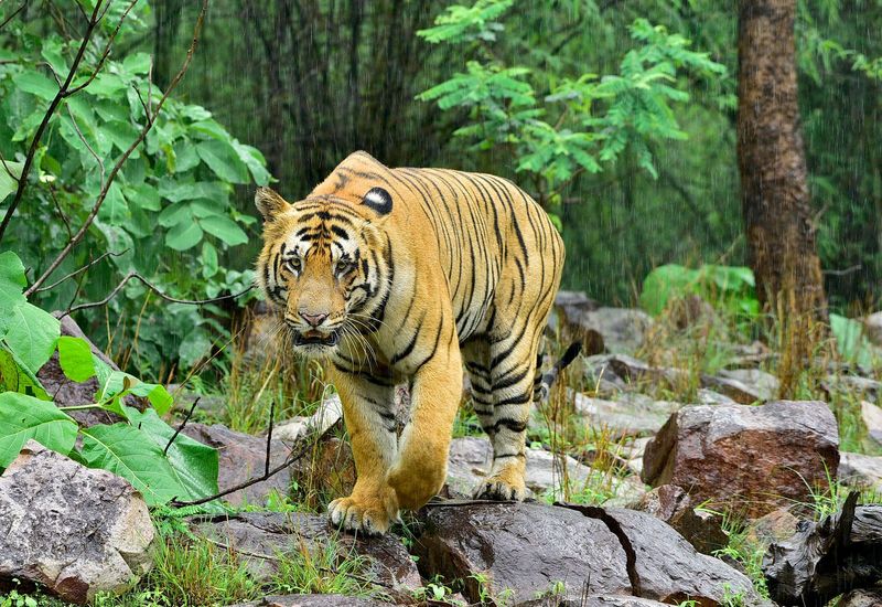 India's Tiger Territory