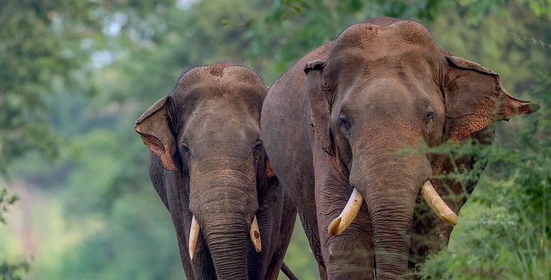 Sri Lankan Elephant Corridors
