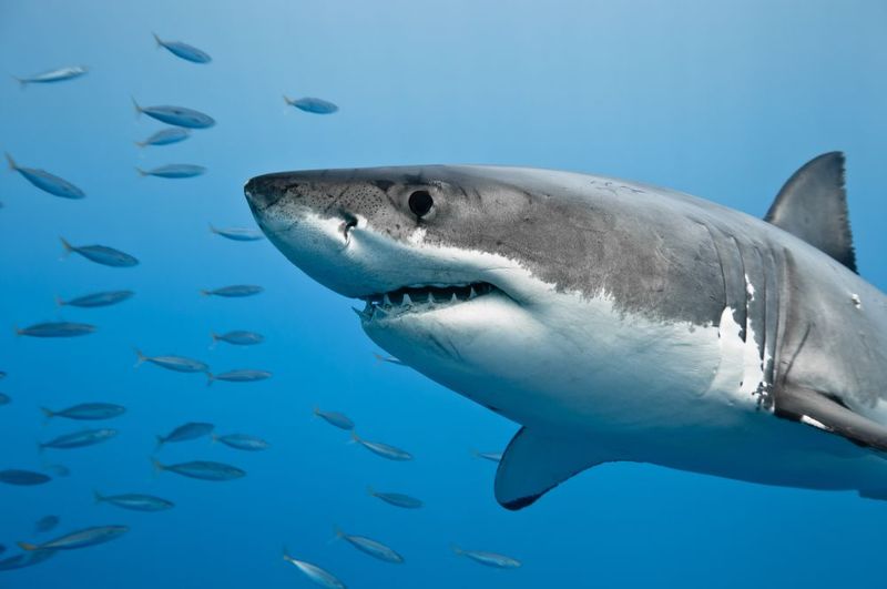 The Species Behind The Unbelievable Journey
