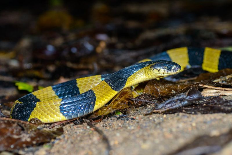 The Largest Banded Snake's Habitat