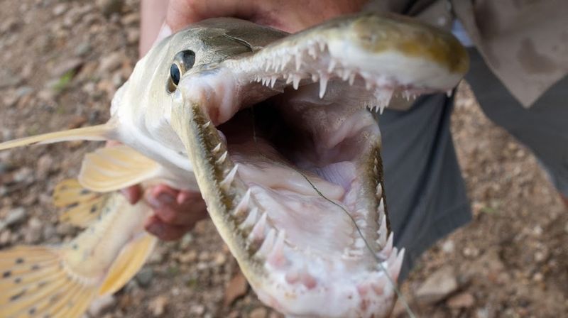 Double Row Of Teeth For Deadly Precision