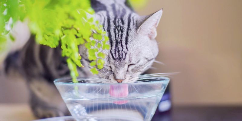Unusual Thirst Suggests Kidney Or Diabetes Issues