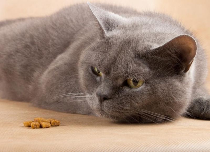 Appetite Disappearance