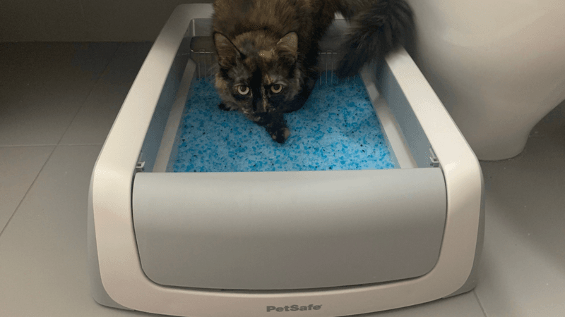 Automated Pet Care Gadgets