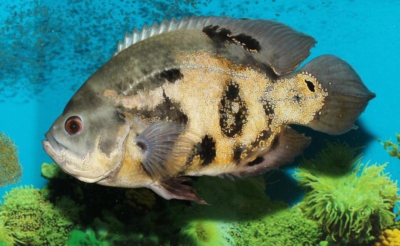 Impact On Native Species