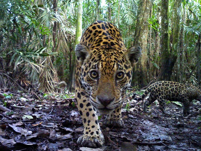 Reduced Human-Wildlife Conflict
