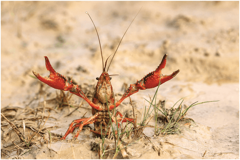 Predator-Resistant Armor Thwarts Natural Controls