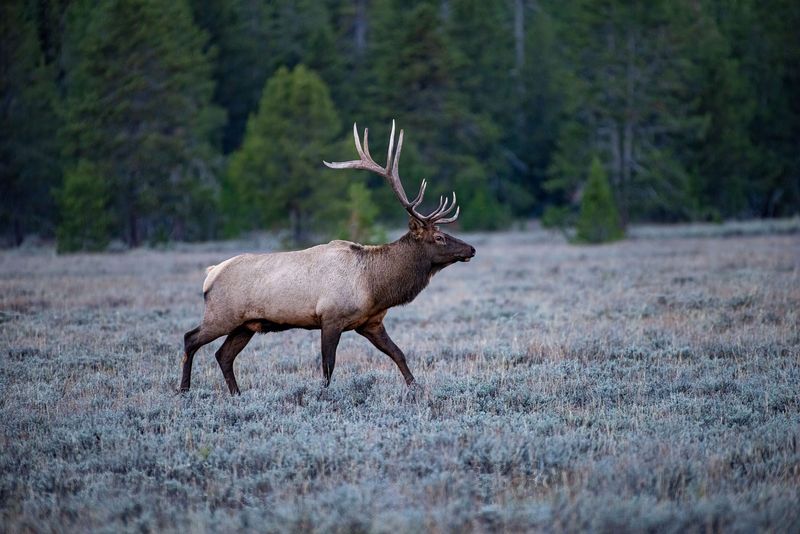 Wapiti On The Move: What Makes Elk Unique