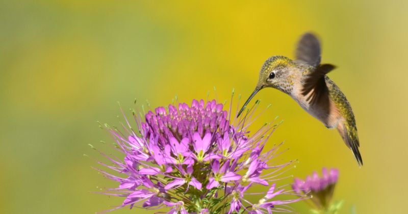 Promoting Plant Genetic Diversity
