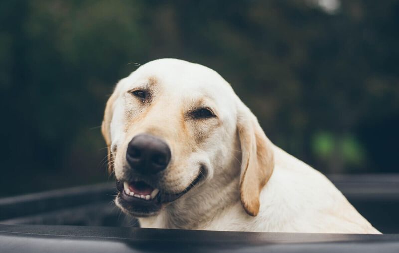The Always-Cheerful Labrador Retriever