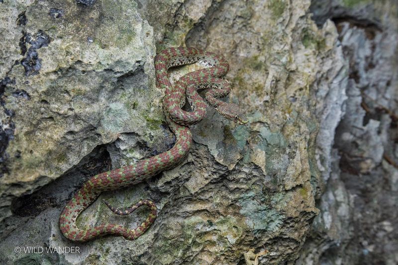 Likely Feeds On Frogs And Small Rodents