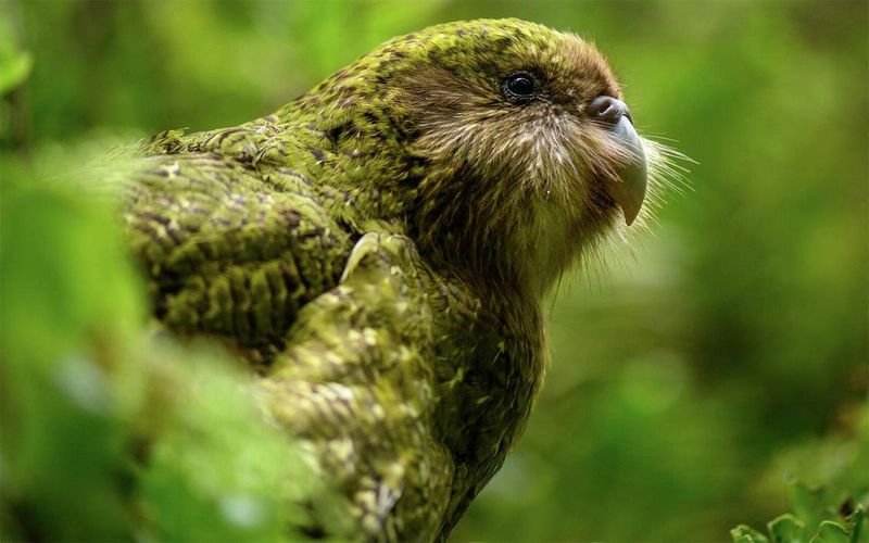 Kākāpō Parrot: The Night Owl That Can't Fly