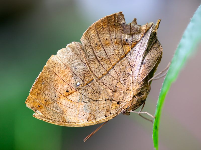 Dead Leaf Butterfly
