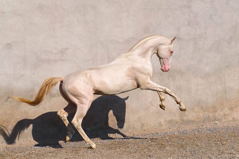 Cremello