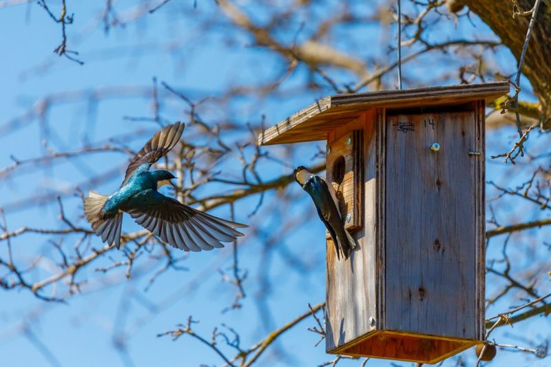 Create Alternative Nesting Spots