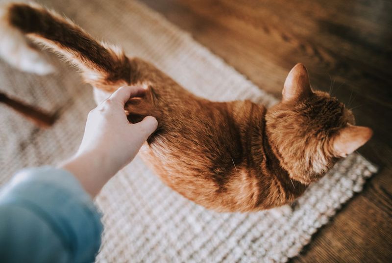 Tail Up Greetings