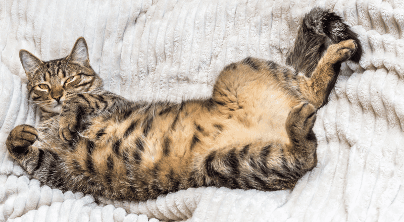 Shows You Their Belly