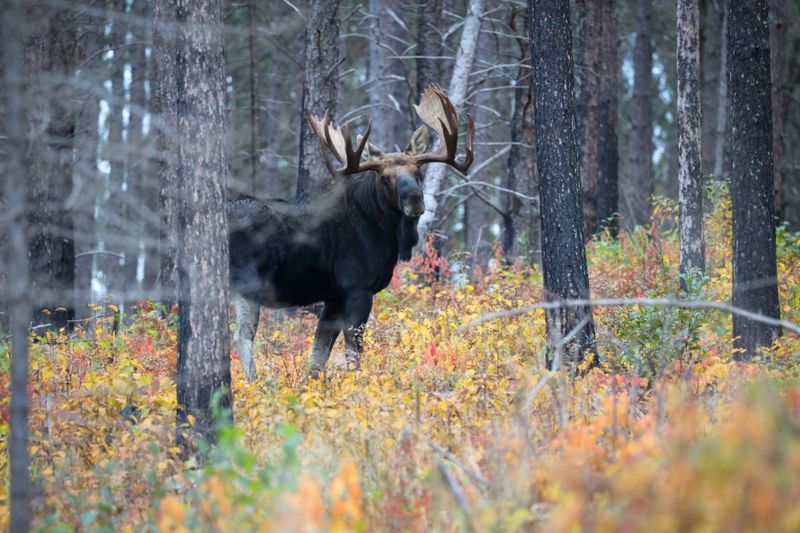 Minnesota Boundary Waters Giant