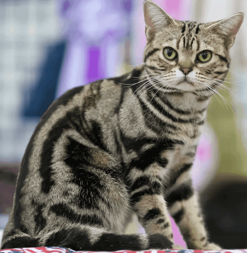 American Shorthair