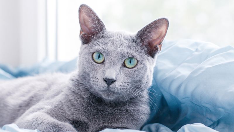 Russian Blue: The Intuitive Companion
