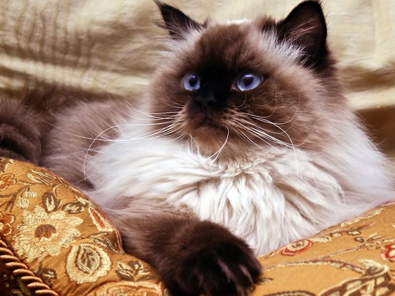 Persian Himalayan