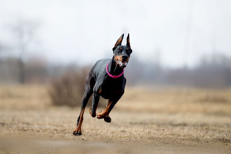 Doberman Pinscher: The Bodyguard Workout Buddy