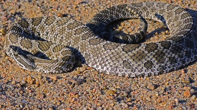 Western Massasauga
