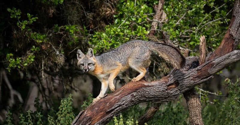 Gray Fox – The Tree-Climbing Canid