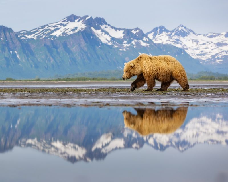 Glacier Bay Goliath