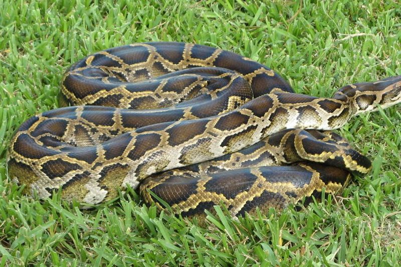 Burmese Pythons