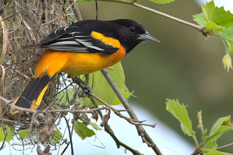 Baltimore Oriole: Orange Flame
