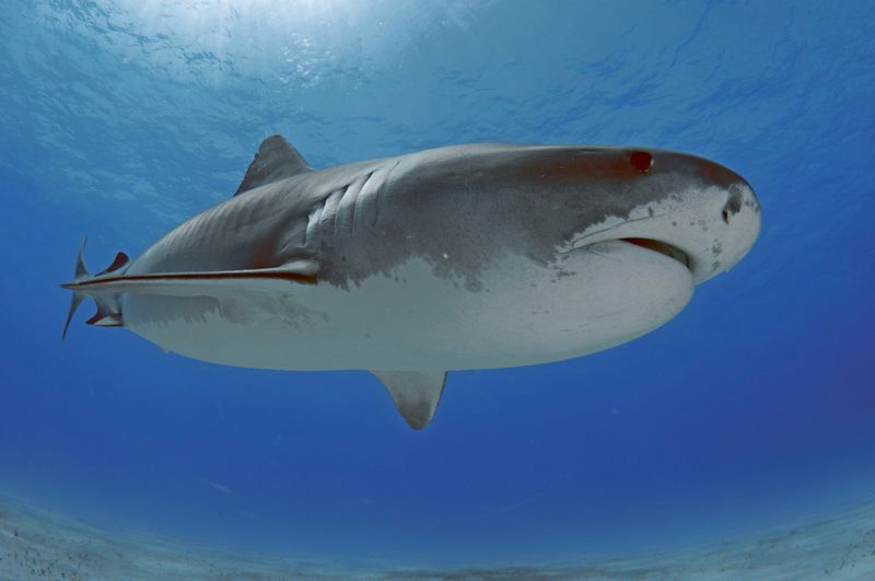 Sharks (Multiple Species)