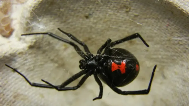 Black Widow Spider