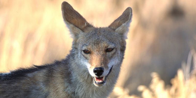 Coyotes: Adaptable Predators