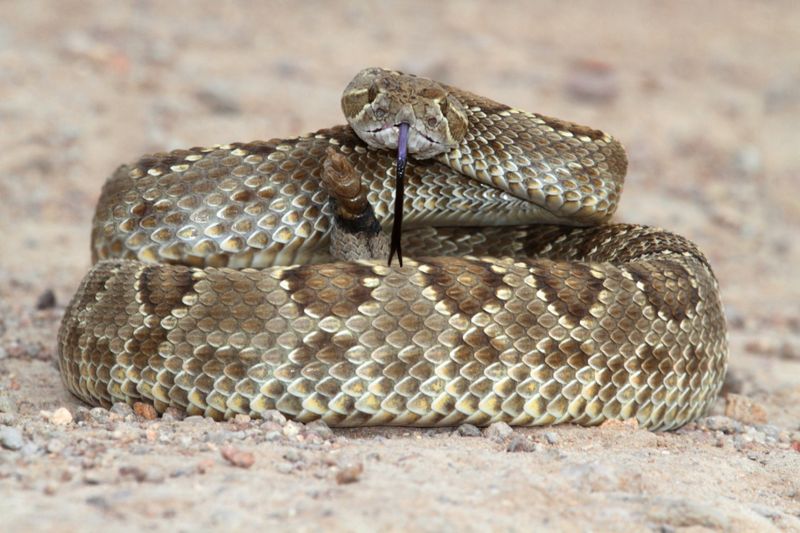 Rattlesnakes: America's Venomous Threat