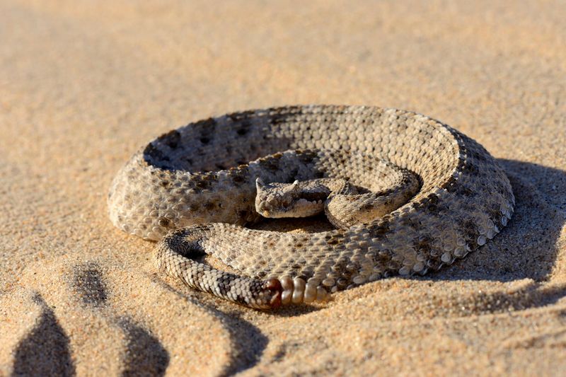 Sidewinder Rattlesnake