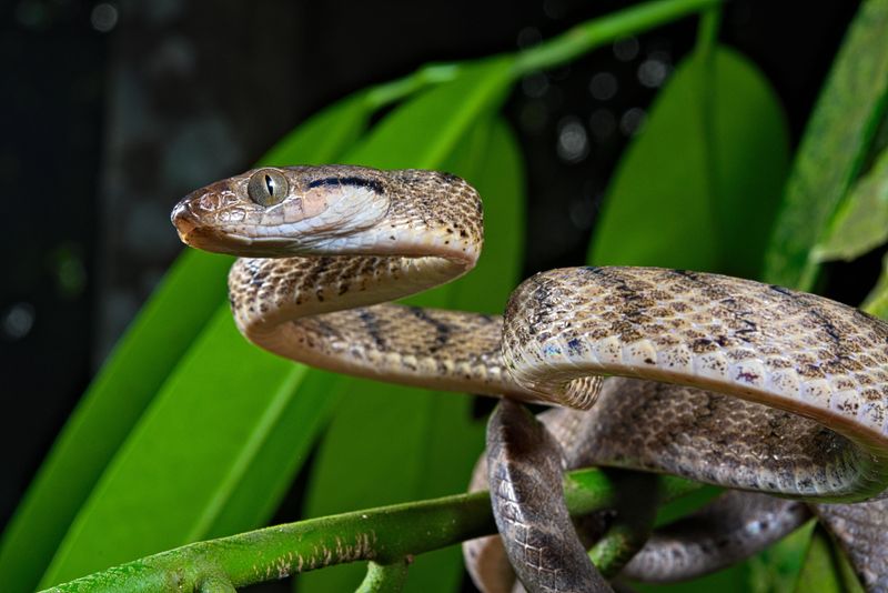 Brown Tree Snake