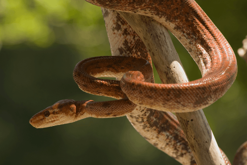 Amazon Tree Boa