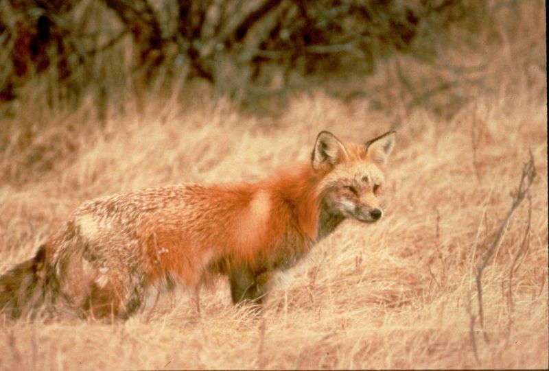 The Mountain Fox That Almost Vanished