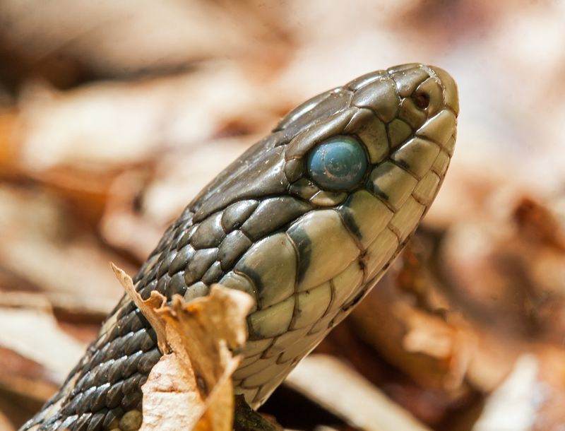 Shedding Signs Signal Health