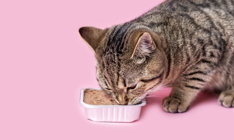 Serve Wet Food Daily