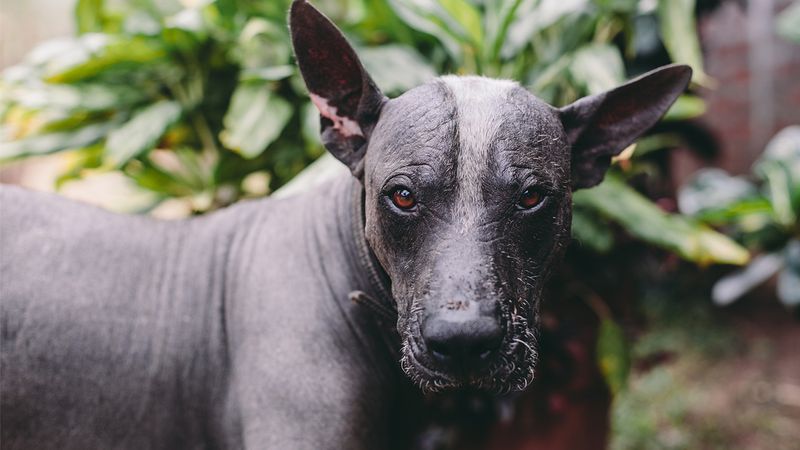 Mexican Hairless: The Ancient Alien