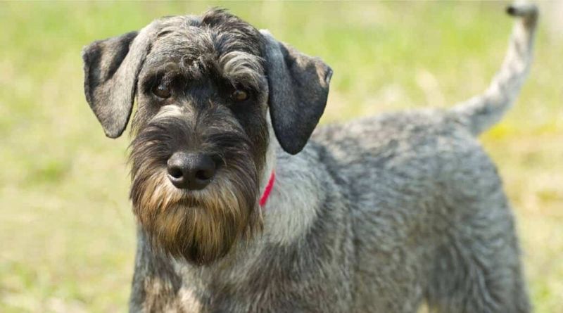 Standard Schnauzer