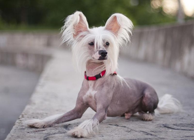 Chinese Crested: Unique Needs, Delicate Skin