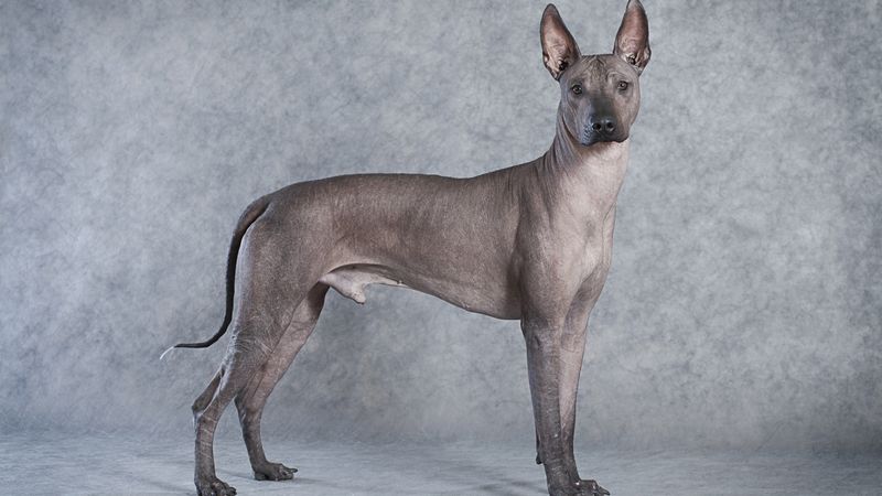Xoloitzcuintli